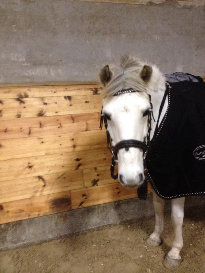 DSP Ryttergaardens Lille My<3 - Elsker min pony <3 billede 12
