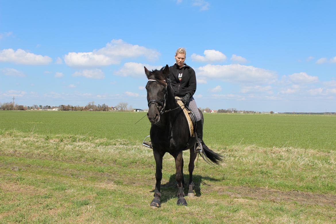 New Forest Odbjergs Bolette billede 23