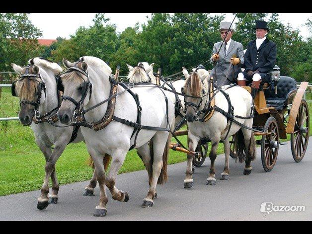 Fjordhest HESSELBERGS HELIOS - billede lånt af gamle ejer :) Helios går forrest til venstre for kusken :) ved siden af går hans helsøster Luna ;)
Foto: Ernst Christensen billede 5