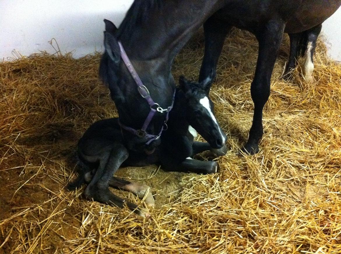 Dansk Varmblod De Luxe Noir billede 10