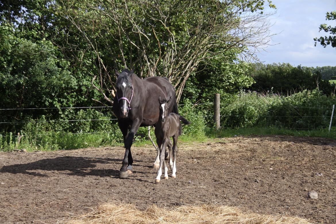 Dansk Varmblod De Luxe Noir billede 18