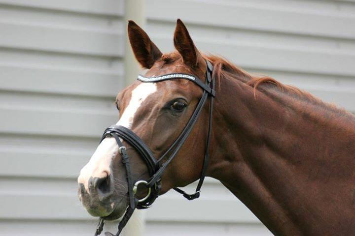 Dansk Varmblod Dotmosegaard's parimia - Lånt af tidl. ejer billede 1