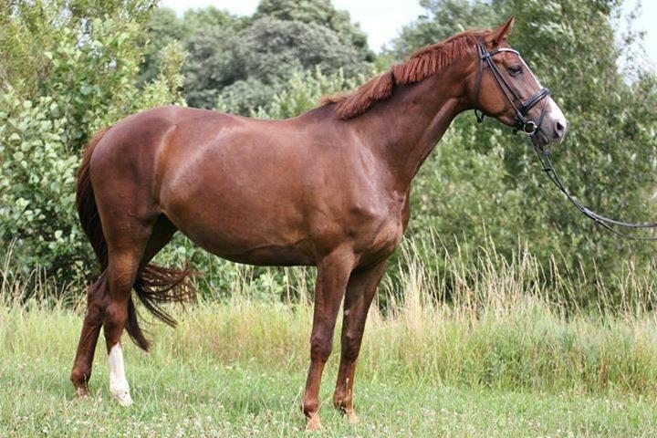 Dansk Varmblod Dotmosegaard's parimia - Lånt af tidl. ejer billede 2