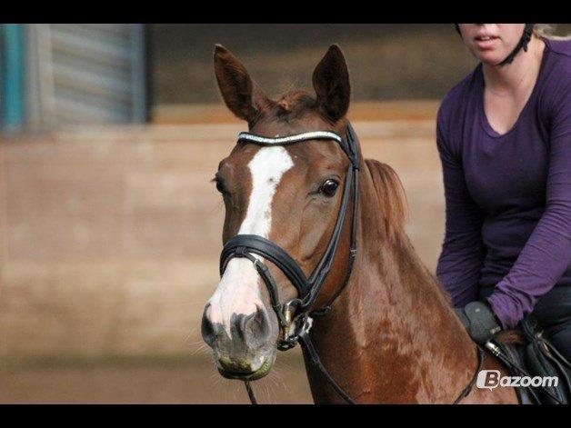 Dansk Varmblod Dotmosegaard's parimia - Lånt af tidl. ejer billede 3