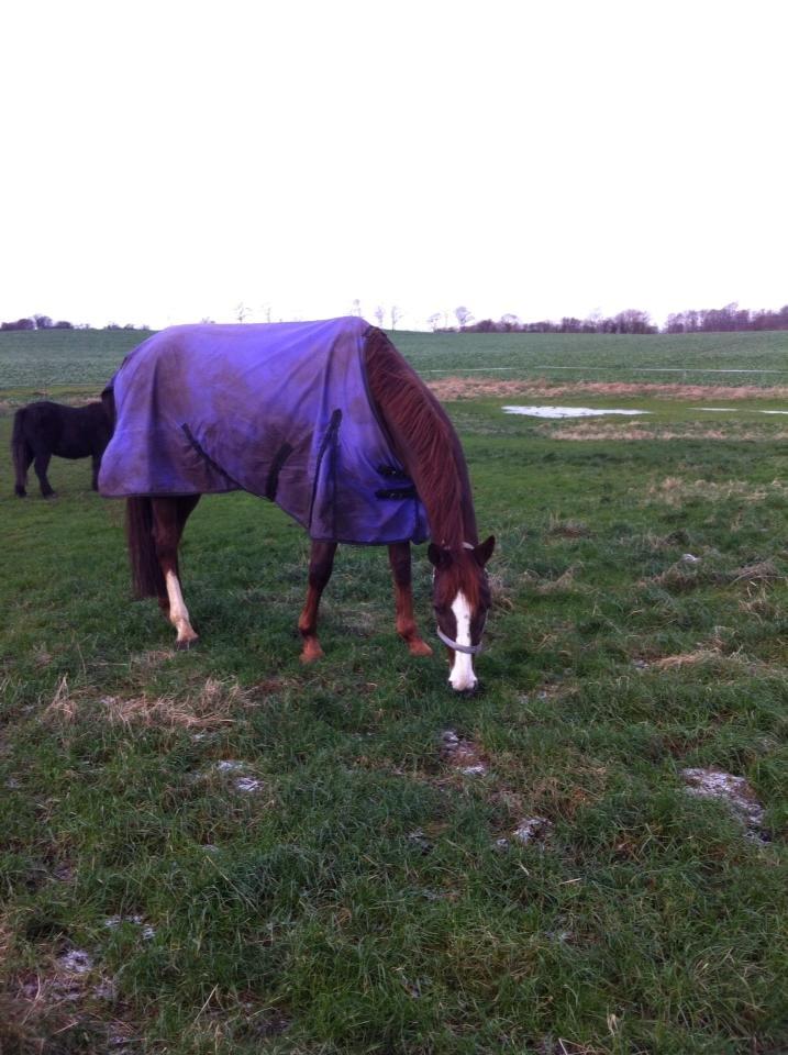 Dansk Varmblod Dotmosegaard's parimia - Først dag hos mig billede 4