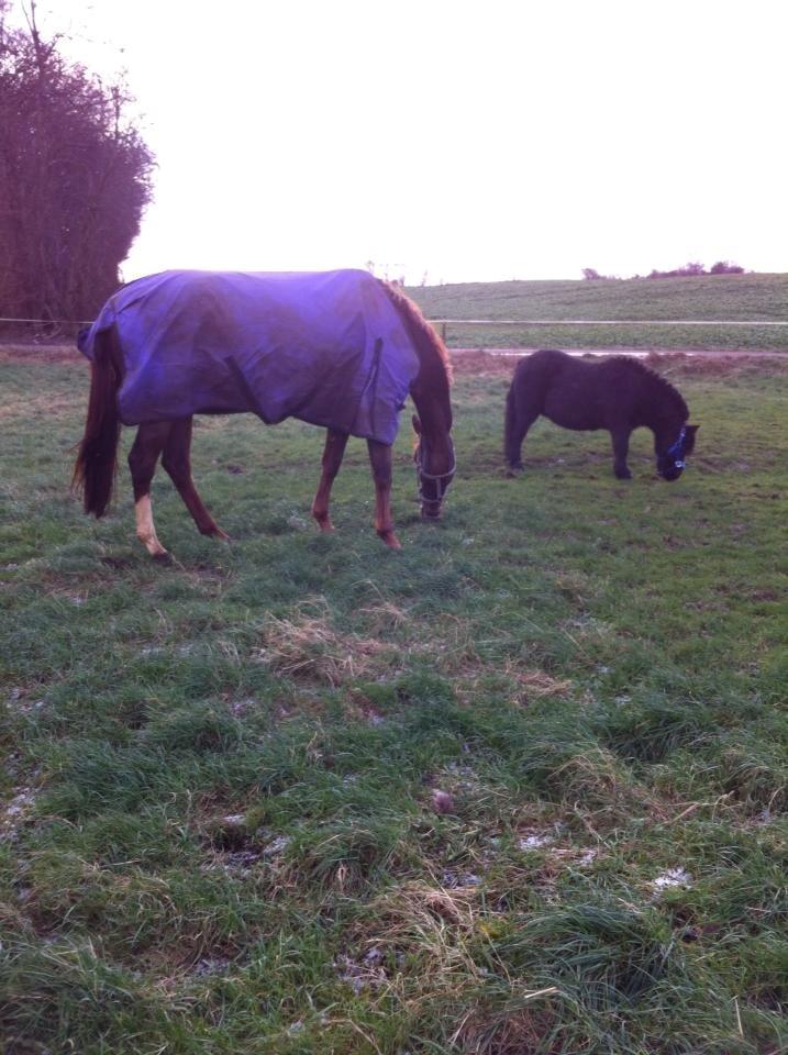 Dansk Varmblod Dotmosegaard's parimia - Først dag hos mig billede 5