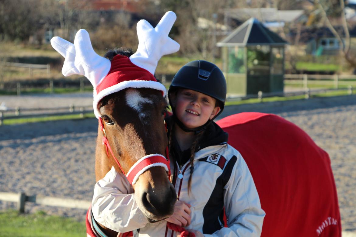 Welsh Partbred (Sec F) Donna "Hougård"  - Første jul med Dons <3 billede 3