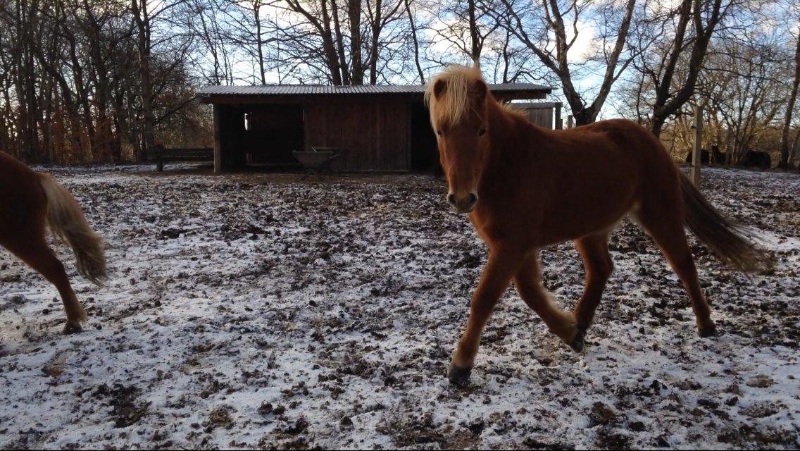 Islænder Vá Fra Arnakke billede 4