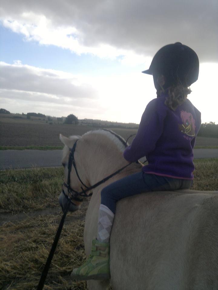 Fjordhest Sille - Sille og Alberte billede 9