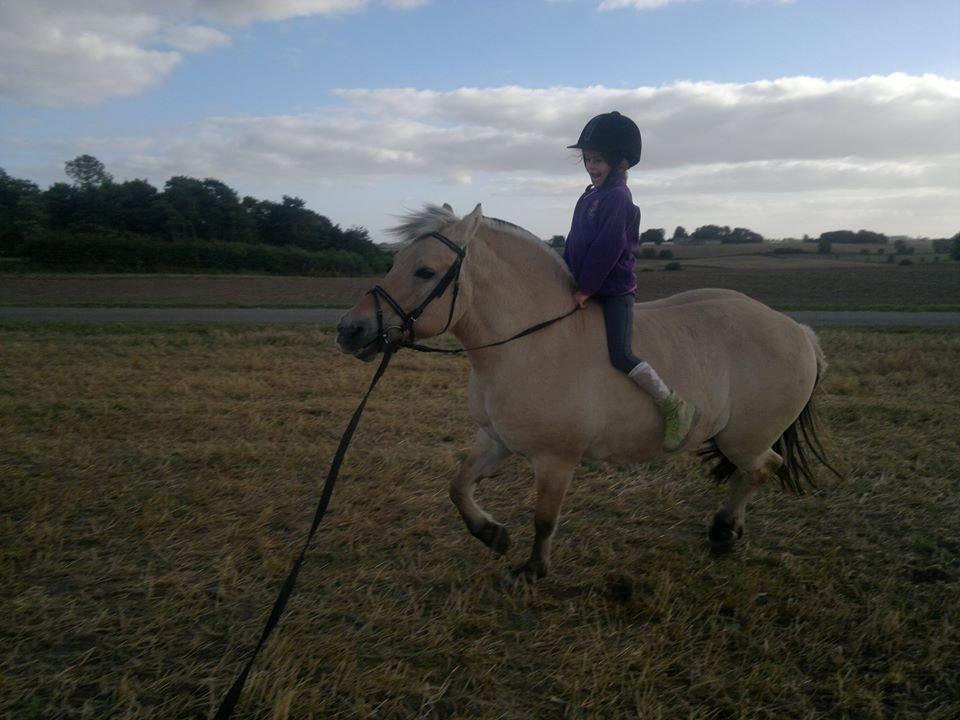 Fjordhest Sille - Trav og letridning UDEN sadel! billede 10