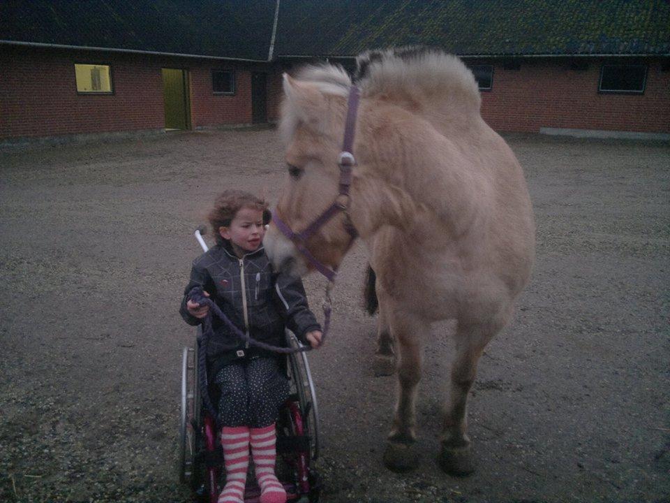 Fjordhest Sille - Alberte og Sille <3 billede 11