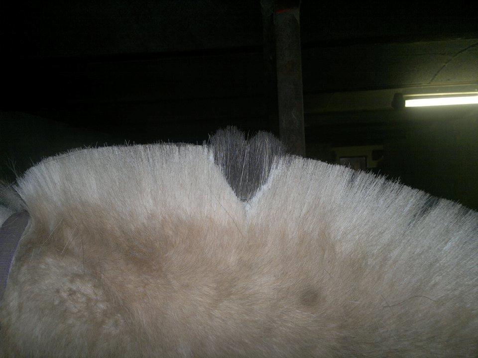 Fjordhest Sille - Silles man! :) billede 12