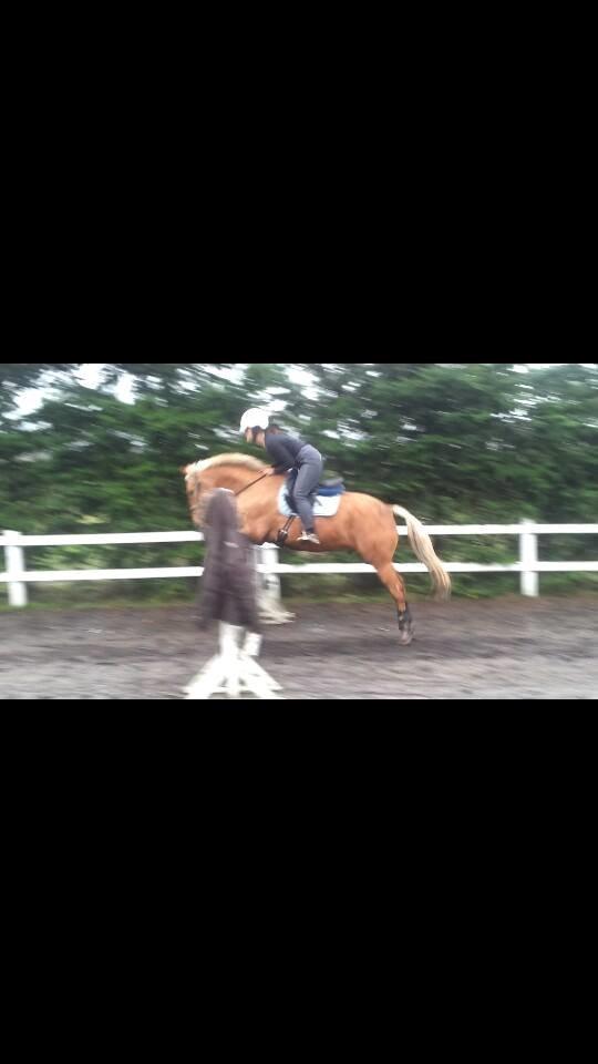 Palomino Golden Is Our Motto - Billed taget ud af video derfor dårlige kvalitet :) billede 7