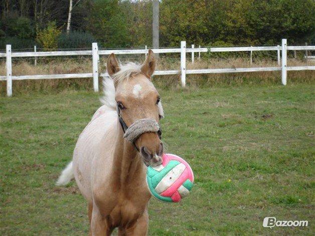 Palomino Golden Is Our Motto - Da han var baby :-) billede 8