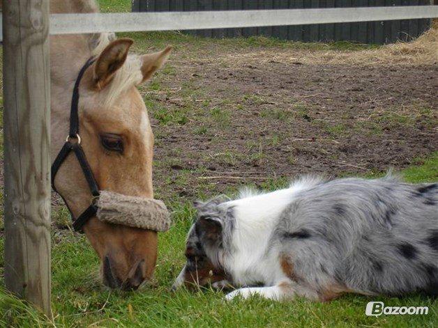 Palomino Golden Is Our Motto - Hej vovse :-) billede 9