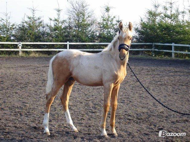 Palomino Golden Is Our Motto billede 10