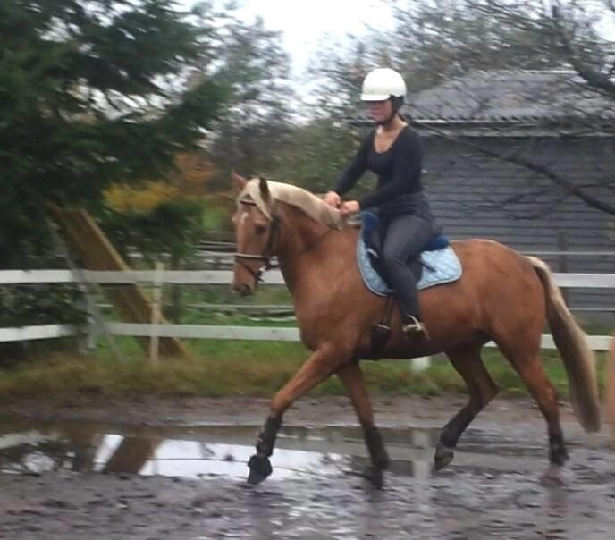 Palomino Golden Is Our Motto - Her fra træning nov 13 billede 6