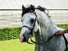 Welsh Pony (sec B) Bjerregårds Sonny Boy [Tidl. part]