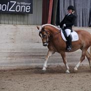 Haflinger Sandy van de lohöfte