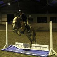 Haflinger Sandy van de lohöfte