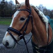 Haflinger Nico A Kroggård