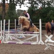 Haflinger Nico A Kroggård