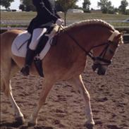 Haflinger Nico A Kroggård