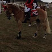 Haflinger Nico A Kroggård