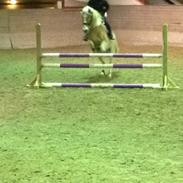 Haflinger Nico A Kroggård