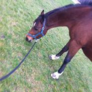 Anden særlig race Shakira