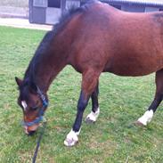 Anden særlig race Shakira