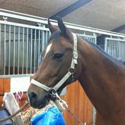 Anden særlig race Shakira