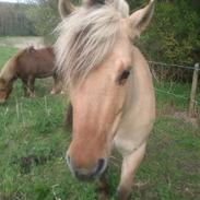 Anden særlig race Lucky