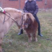 Anden særlig race Lucky