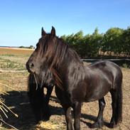 Fell pony Greenholme Albert