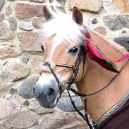 Haflinger Gullith