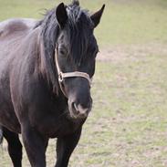 Anden særlig race Dalhøjgårds Bandit