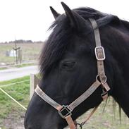 Anden særlig race Dalhøjgårds Bandit