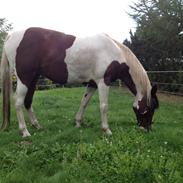 Pinto Araber Isabella