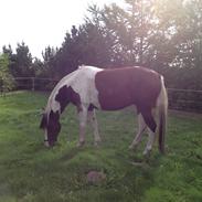 Pinto Araber Isabella