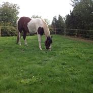 Pinto Araber Isabella