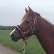 Hollandsk Sportspony Vera