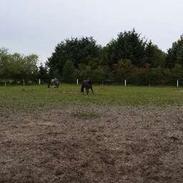 Dansk Varmblod Skovlys Duffy