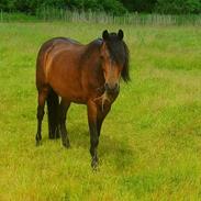 Welsh Pony (sec B) Lyngvejens Ronja