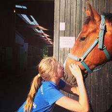 Dansk Varmblod Caribio