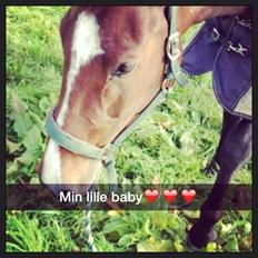 Dansk Varmblod Caribio