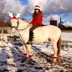 Knabstrupper Kolumbus af Hallundbæk