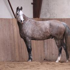 Arabisk fuldblod (OX) Malik Orient