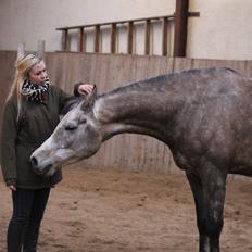 Arabisk fuldblod (OX) Malik Orient