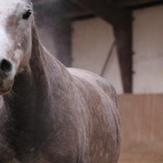 Arabisk fuldblod (OX) Malik Orient